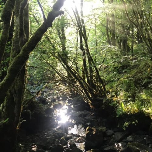 Dysert Woods Dysert Woods